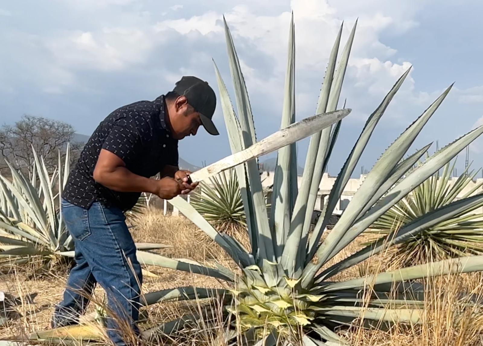 Mezcales de Cata - Galería 2